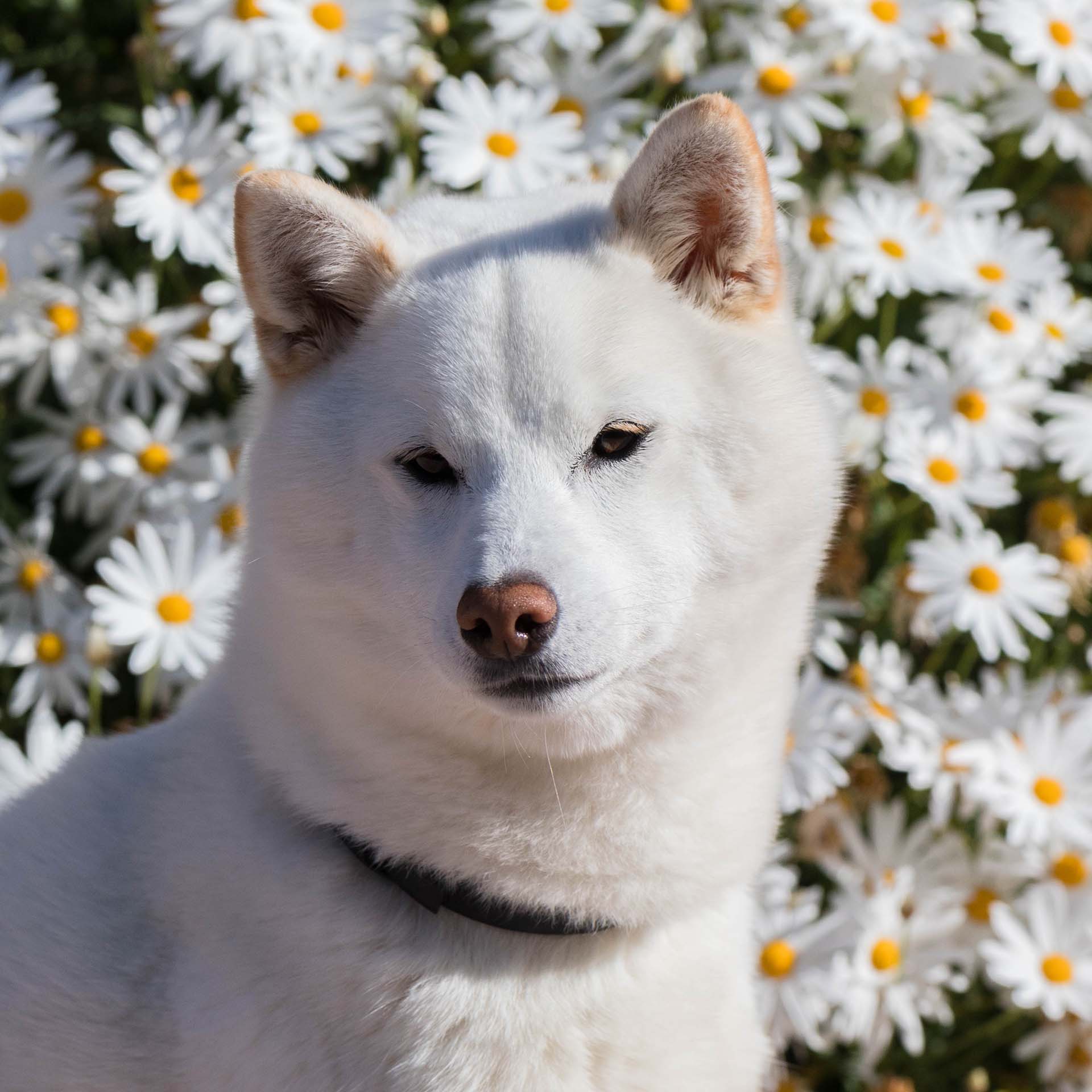 Femelle blanche de notre élevage de shiba inu en Corse