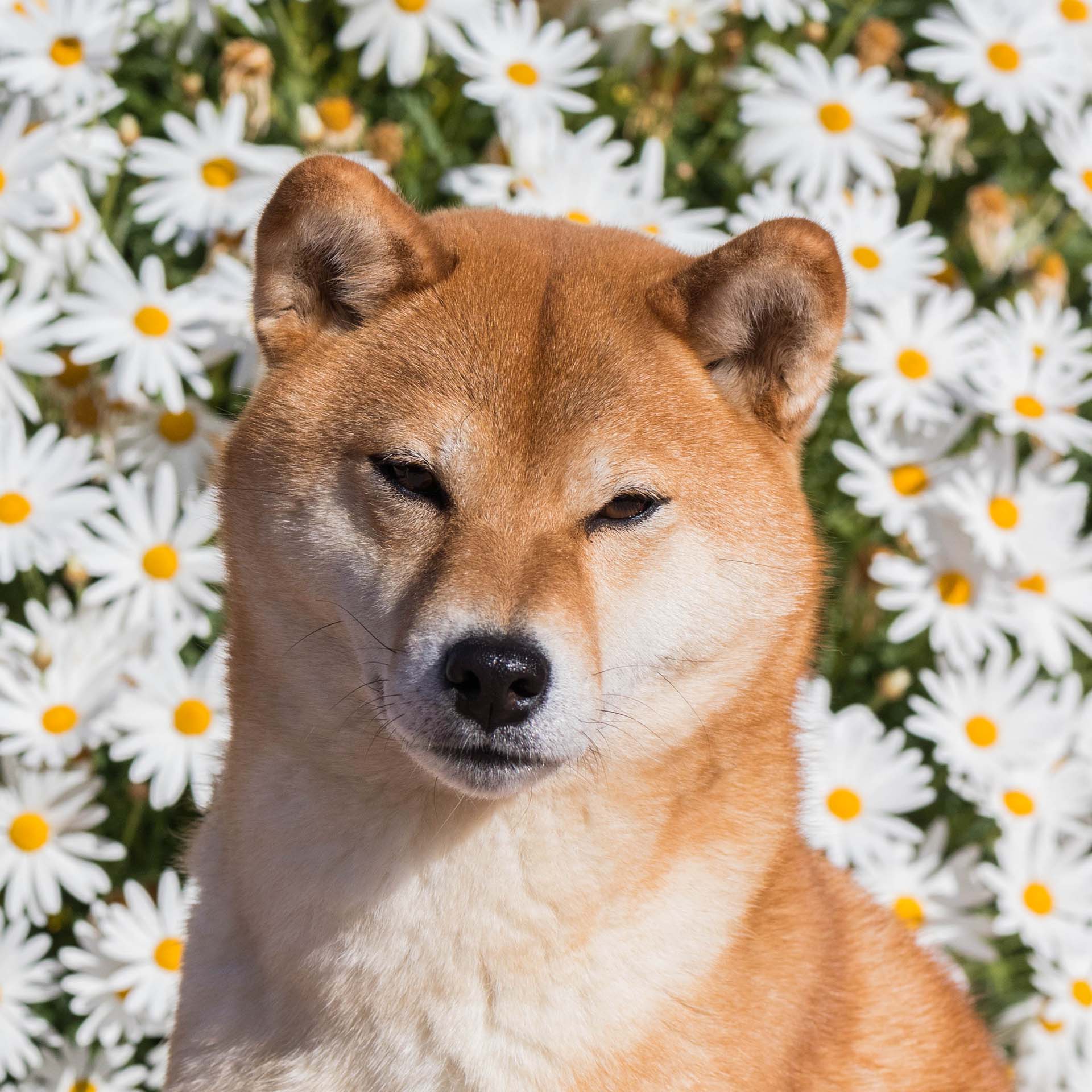 Femelle rousse de notre élevage de shiba inu en Corse