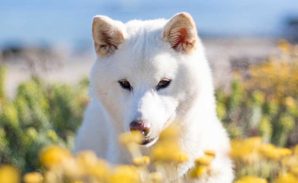 Shiba inu blanc