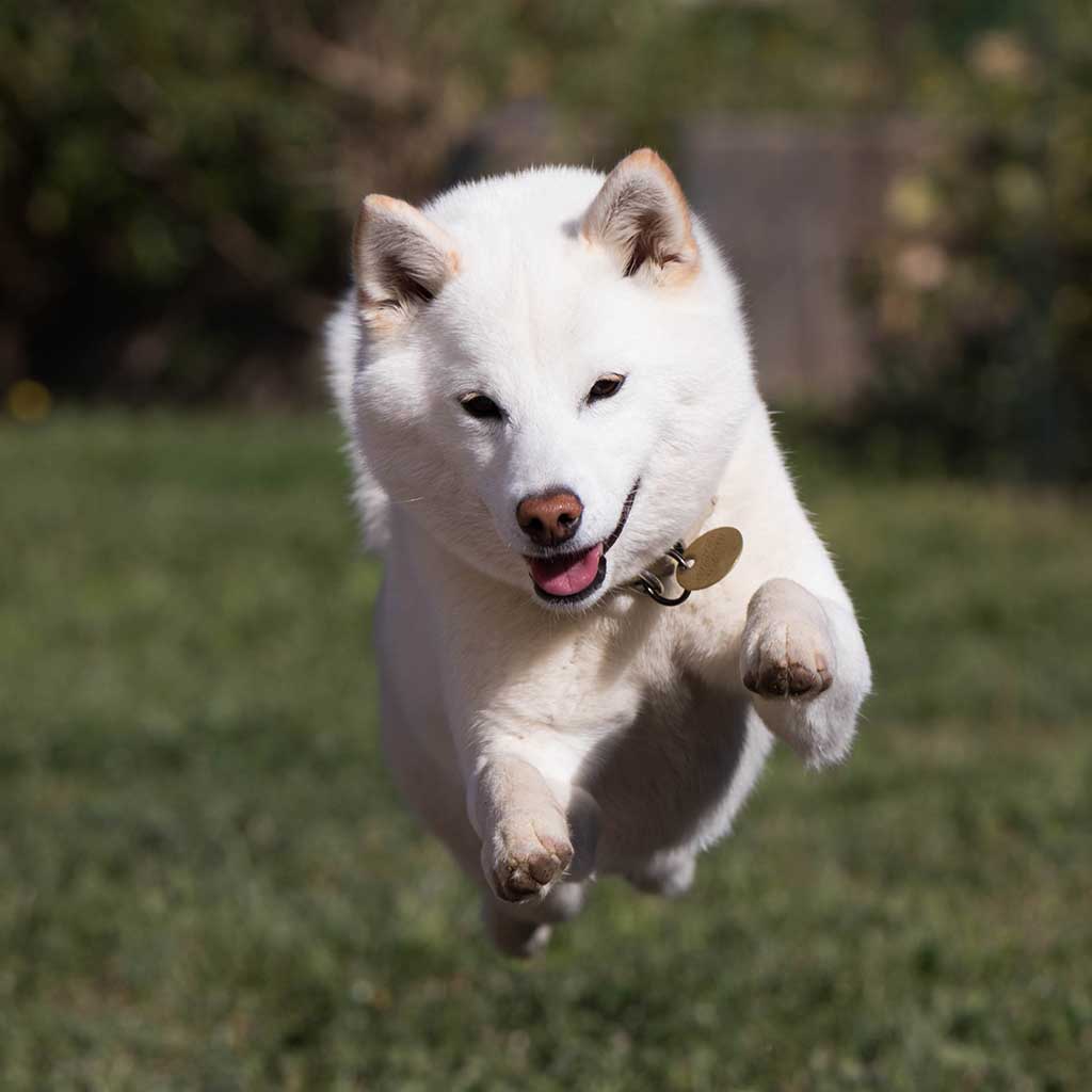 shiba inu blanc adulte