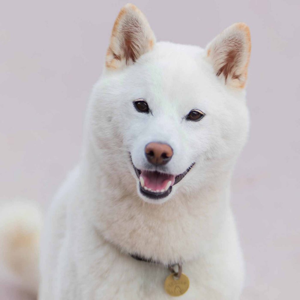 shiba inu blanc adulte