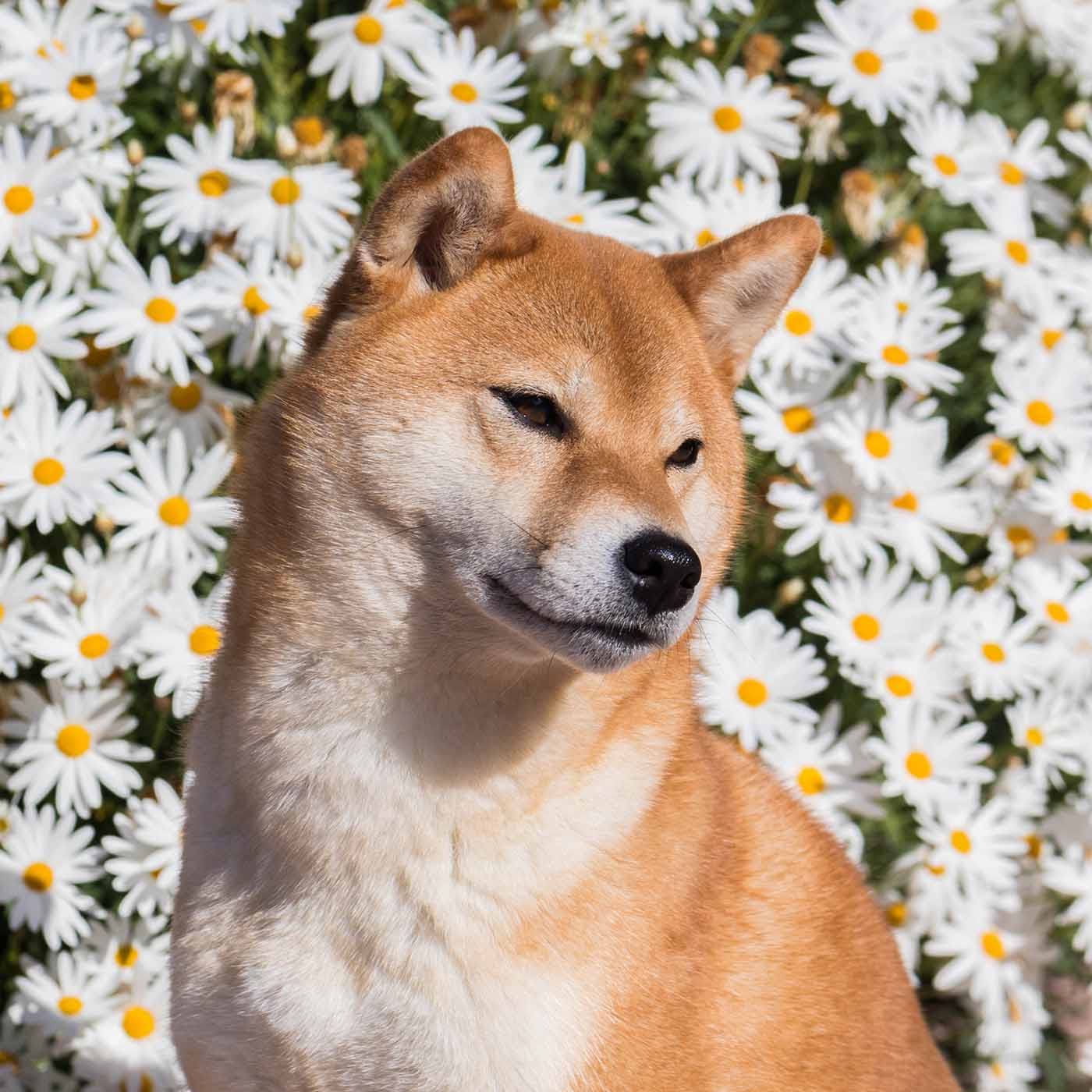 Comment Sappelle Le Chien De Squeezie Elevage de shiba inu Corse - di a Machja Fiurita