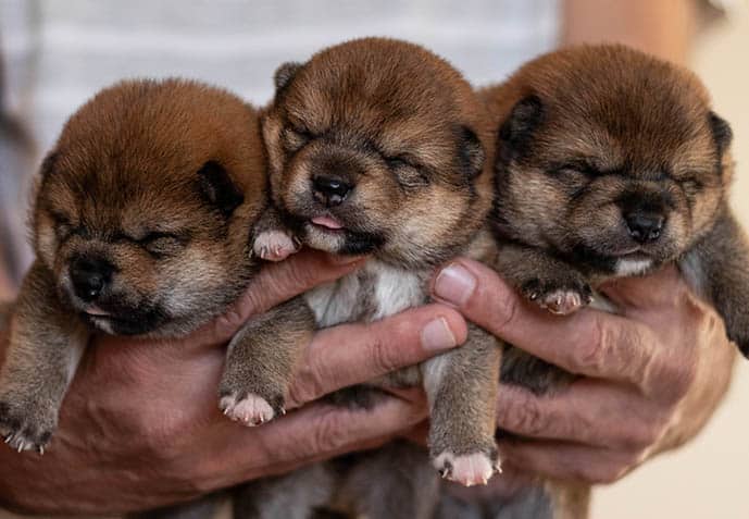 Portée de chiots shiba inu