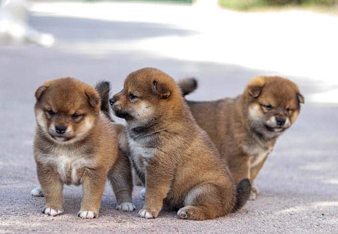 Portée de chiots shiba inu