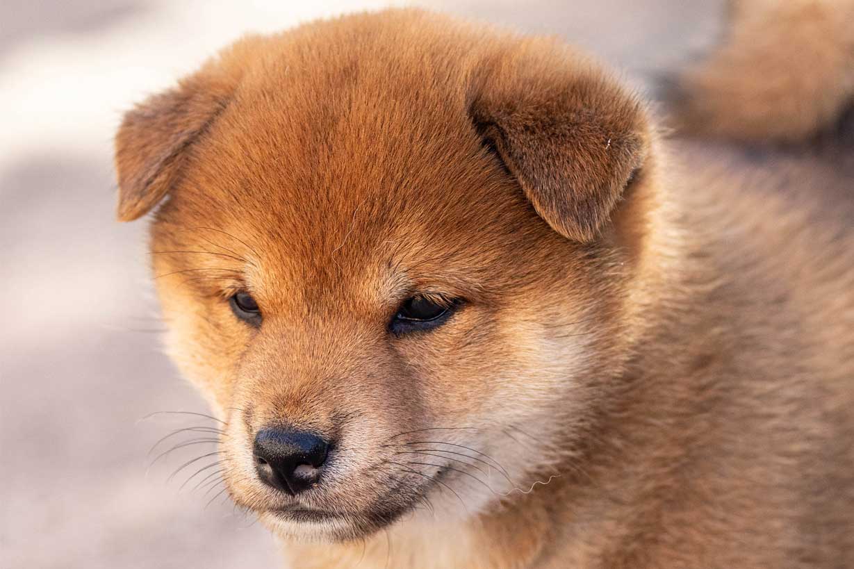 Chiot shiba Inu roux de 3 semaines, élevé en Corse, né à l'élevage di a machja fiurita