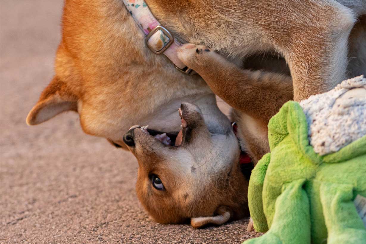 Chiot shiba Inu roux de 6 semaines, jouant avec sa maman, élevé en Corse, né à l'élevage di a machja fiurita