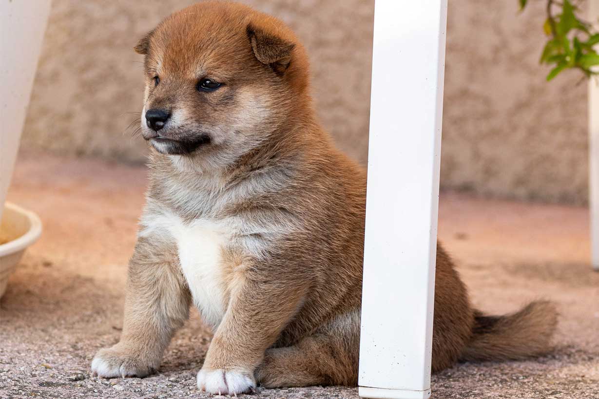 Chiot shiba Inu roux élevé en Corse, né à l'élevage di a machja fiurita