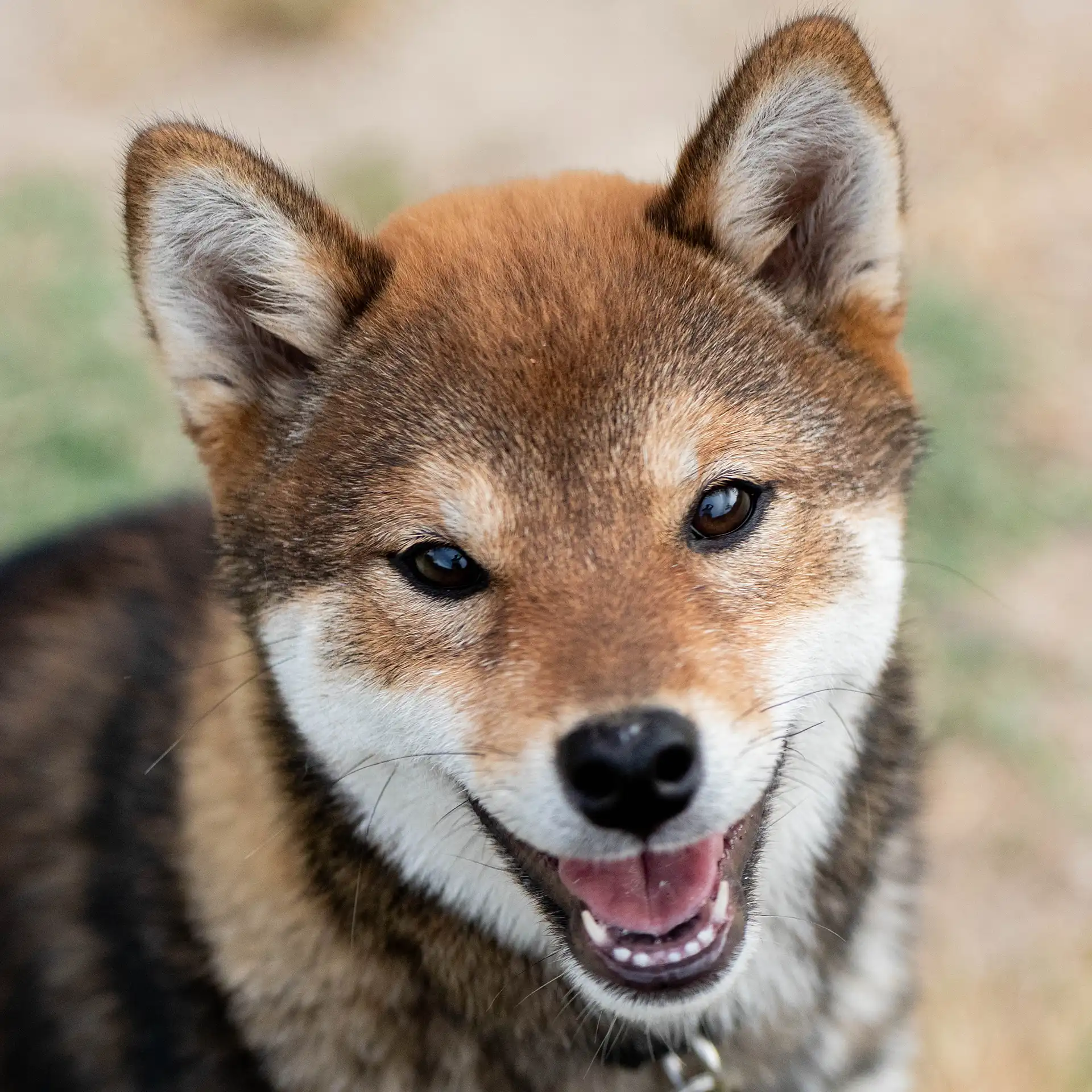 Shiba inu sésame